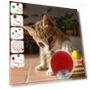 Interactive Cat Toy Ball — Cat Playthings, AE Selection