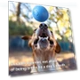 Interactive Rolling Ball Toy for Dogs — Automatic Launchers, Love Pet House