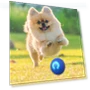 Automatic Moving Smart Ball Dog Toy — Automatic Launchers, SunshineTek