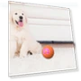 Automatic Moving Smart Ball Dog Toy — Automatic Launchers, SunshineTek