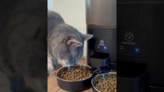 Papifeed Automatic Cat Feeders for 2 Cats Tutorial! From Amazon. Set it up with me!