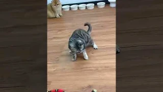 Smart Interactive Cat Toy Review |The Best Cat Toys  #petsmart #cat #cattoys #snake