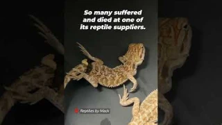 The Cruel Truth: Why Buying Bearded Dragons Fuels Animal Suffering 💔