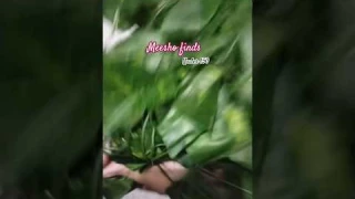 Meesho Decor items #meesho #decorideas#meeshohaul#meeshofinds #review#unboxing#unboxingvideo#shorts