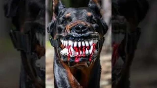 Dogs that can kill you😳