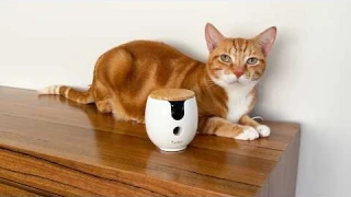 Full review of the new Furbo Mini 360 | AD