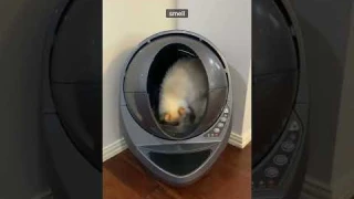 Litter-Robot Review from a Veterinarian