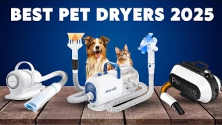 Top 5 Best Pet Dryers of 2025 (Tested & Reviewed)