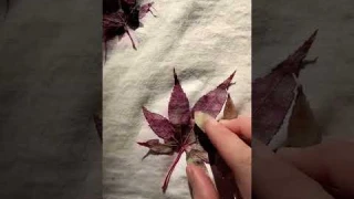 Eco Printing with Maple Leaves 🌿 #naturaldye #ecoprinting #plantdye