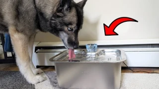 Massive 3-Gallon Dog Water Fountain Review