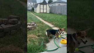 Ballzooka automatic ball launcher is amazing