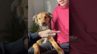 Trying the “hand in “trend with my dog 🐶 #youtube #funny #funnyvideo #doglover #dog