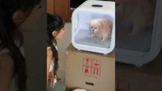 I Bought My Dog A Fancy Pet Dryer