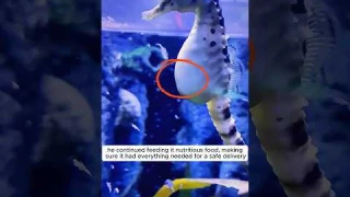 The man rescued a seahorse and and then this happened