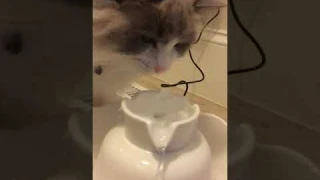iPettie Tritone Ceramic Pet Drinking Fountain丨Ultra Quiet, Way Better Than Plastic丨Water Fountains