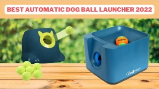 Top 5 Best Automatic Dog Ball Launcher Reviews 2022