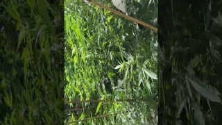 Durban Poison CSI:Humboldt