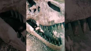 I probably shouldnt have touched this... millions year old! 🦕 #fossils #dinosaurs #skeleton