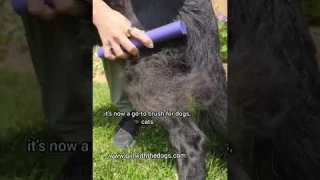 #1 pet brush on the market