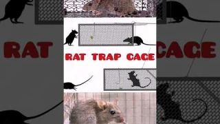 effective rat trap cage