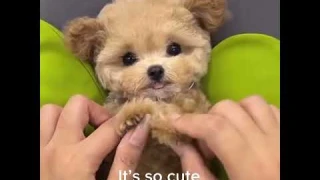 My Realistic Robot puppy