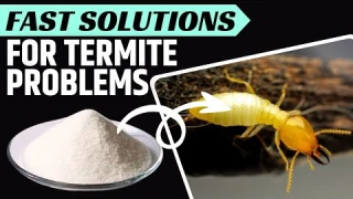 How to Kill Termites the Natural Way?