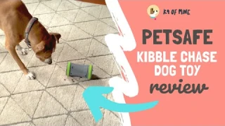 PetSafe Kibble Chase Dog Toy Review: Interactive Feeder Toy!