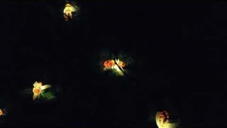 Awesome Solar Bee String Lights