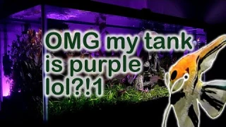 Transform an aquarium with back lighting - Review of the Current Serene Background Kit