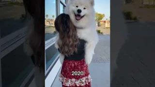 Five years of carrying this pup in fun places! Where should I carry him next? #dog #samoyed