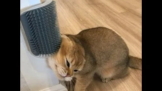 Cat Wall Corner Brush Massage Comb Self Groomer Face Scratcher Soft Grooming