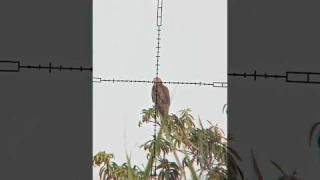 Diana stormrider 200 yard