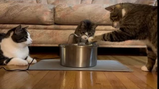 Dooob Cat Water Fountain Review | Water Dispenser From Amazon
