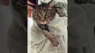 Trying out CATLINK Smart Pet Dryer Box