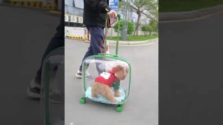 🐾 Perfect for your furry friend’s adventures. Get yours now and make every walk a breeze! 🌟