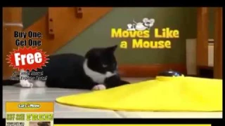 Undercover Mouse Electronic Cat Toy ! Cats Meow Toy Review ! Yours Cats Says WOW Not Moew !