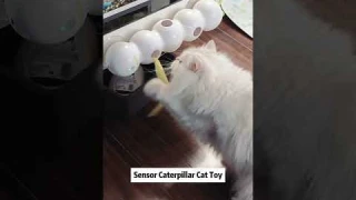 Electric caterpillar toy. Recommended cat toy. #cat #toys #cats #pets #cute #funny #pettoys #cutedog