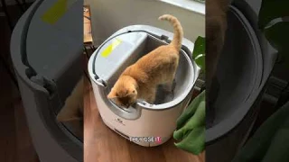 i’ll never go back to a plastic litterbox after this!! @Furoomate Pet #furoomate #furoomateautomatic