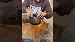 Mesmerizing cat toy 🤩 (in my opinion)