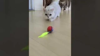 Interactive Cat Ball Toy with Speedy Tail 2.0 – Smart Rolling Ball, Dual Speed, Removable Tail