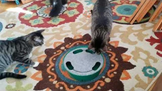 Review of Pawaboo Running Mouse, Electric Interactive Motion Cat Toy