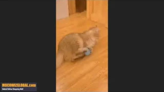 Yemoption Smart Cat Toys Interactive Catnip Ball