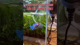 Hygger air pump review! #bettafish #fish #fishtank #aquarium #review #plantedtank #airpump #betta