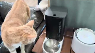 PETKIT Automatic WiFi Cat Feeder, APP Control for Remote Feeding & Monitor Review