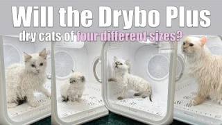 Testing the Drybo Plus pet dryer with my smallest to largest cats