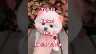 Top 10 Cutest Dog In the World 🌎 #shorts #trending