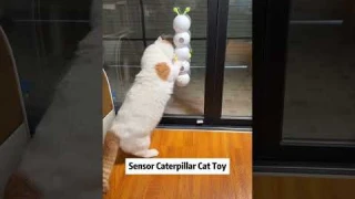 Electric caterpillar toy. Recommended cat toy.#cat #toys #cats #pets #cute #funny #pettoys #cutedog
