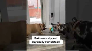 Crawling Crab Dog Toy #petsupplies #pets #dog