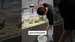 Siphon Gravel Cleaner for your aquarium