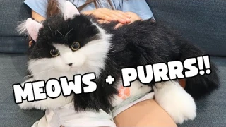 Chongker Interactive Companion Pet Review - Percy the Stuffed Cat